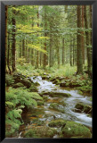 Ruisseau sylvestre Affiches