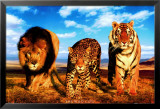 Chats sauvages Poster