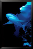 Requin Affiches