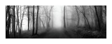 Woodland Walk Giclee Print by Erin Clark Woodland Walk Giclee Print by Erin Clark