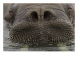 Close Up of Young, Male Atlantic Walrus Giclee Print