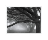 Cyprès, Skyline Drive, San Francisco Sud, 1996 reproduction procédé giclée par Mark Citret