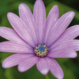 Fleur I Prints by Joseph Eta