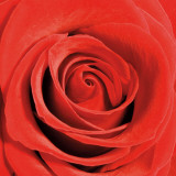 Scarlet Rose Art by Joseph Eta