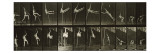 Album sur la décompostion du mouvement : "Animal locomotion", 1872/85 reproduction procédé giclée par Eadweard Muybridge