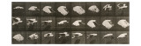Album sur la décomposition du mouvement : Album sur la décomposition du mouvement :