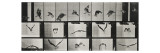 Album sur la décomposition du mouvement ( "Animal locomotion", 1872/1885). Un faucon volant reproduction procédé giclée par Eadweard Muybridge