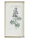 Almanach de Flore : Sapin à fleurs bleues Giclee-trykk av Pancrace Bessa Almanach de Flore : Sapin à fleurs bleues Giclee-trykk av Pancrace Bessa