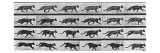 Album sur la décomposition du mouvement: Animal Locomotion: chat reproduction procédé giclée par Eadweard Muybridge
