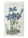 Almanach de Flore : Gentiane Verna Giclee Print by Pancrace Bessa