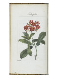 Almanach de Flore : Iatrophia Giclee Print by Pancrace Bessa
