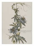 Clématite d'Amérique à cinq feuilles ou fleur de la Passion Giclee Print by Nicolas Robert