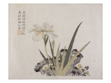 "Jardin du grain de moutarde" : rocher et iris Giclee Print