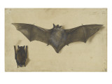 Une chauve-souris les ailes déployées, une autre les ailes repliées Gicleetryck av Albrecht Dürer