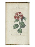 Almanach de Flore : Camélia panaché Giclee Print by Pancrace Bessa