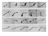 Album sur la décomposition du mouvement: Animal Locomotion: :perroquet volant reproduction procédé giclée par Eadweard Muybridge