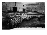 "Aveyron.394.Roquefort, Leaving a Flock of Sheep " Giclee Print