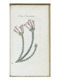 Almanach de Flore : Erica conventria Giclee-trykk av Pancrace Bessa Almanach de Flore : Erica conventria Giclee-trykk av Pancrace Bessa