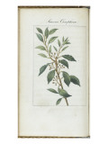 Almanach de Flore : Laurus Camphora Giclee-trykk av Pancrace Bessa Almanach de Flore : Laurus Camphora Giclee-trykk av Pancrace Bessa
