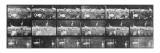 Album sur la décomposition du mouvement:Animal Locomotion/cygnes et flamands reproduction procédé giclée par Eadweard Muybridge