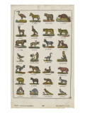 Planche animalière Giclée-tryk