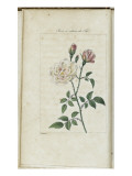 Almanach de Flore : Rose à odeur de Thé Giclee Print by Pancrace Bessa