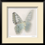 Butterfly Study 6 Limited Edition Framed Print by Claude Peschel Dutombe