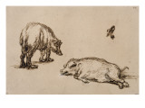 Un verrat debout, une truie couchée et étude d'un oeil et d'une oreille Premium Giclee Print by Rembrandt van Rijn .