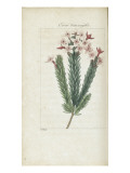 Almanach de Flore : Erica Tomnoÿdes Giclee Print by Pancrace Bessa