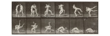 Album sur la décomposition du mouvement : "Animal locomotion", 1872/85. Lutte de deux hommes nus Giclee Print by Eadweard Muybridge