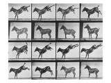 Album sur la décomposition du mouvement : "Animal locomotion", 1872/85.:  Ruade de l'âne Reproduction procédé giclée par Eadweard Muybridge
