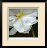O'Keeffe Jonquil Limited Edition Framed Print by Pip Bloomfield