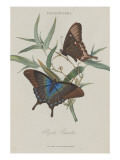 Album Donovan : an epitome of the natural history of insects in China reproduction procédé giclée par Edward Donovan