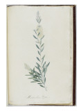 Description des plantes rares que l'on cultive à Navarre et à Malmaison Giclee Print by Pierre Joseph Redouté