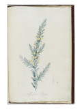 Description des plantes rares que l'on cultive à Navarre et à Malmaison Giclée-Druck von Pierre Joseph Redouté