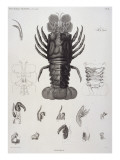 Description de l'Egypte : Zoologie, crustacé : homard Giclee Print by Salvadore Tresca