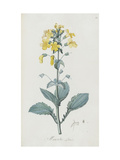 Description des plantes rares que l'on cultive à Navarre et à Malmaison Giclée-Druck von Pierre Joseph Redouté
