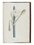Description des plantes rares que l'on cultive à Navarre et à Malmaison Giclée-Druck von Pierre Joseph Redouté