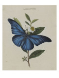 Album Donovan : an epitome of the natural history of insects in China Lámina giclée por Edward Donovan Album Donovan : an epitome of the natural history of insects in China Lámina giclée por Edward Donovan