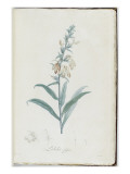 Description des plantes rares que l'on cultive à Navarre et à Malmaison Giclée-Druck von Pierre Joseph Redouté