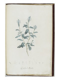 Description des plantes rares que l'on cultive à Navarre et à Malmaison Giclée-Druck von Pierre Joseph Redouté