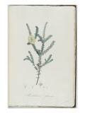 Description des plantes rares que l'on cultive à Navarre et à Malmaison Giclée-Druck von Pierre Joseph Redouté