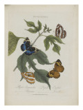 Album Donovan : an epitome of the natural history of insects in China Giclee Print by Edward Donovan