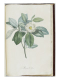 Description des plantes rares que l'on cultive à Navarre et à Malmaison Giclee Print by Pierre Joseph Redouté
