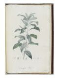 Description des plantes rares que l'on cultive à Navarre et à Malmaison Giclée-Druck von Pierre Joseph Redouté