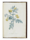 Description des plantes rares que l'on cultive à Navarre et à Malmaison Giclée-Druck von Pierre Joseph Redouté