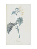 Description des plantes rares que l'on cultive à Navarre et à Malmaison Giclee Print by Pierre Joseph Redouté