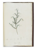 Description des plantes rares que l'on cultive à Navarre et à Malmaison Giclee Print by Pierre Joseph Redouté