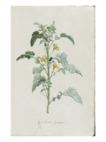 Description des plantes rares que l'on cultive à Navarre et à Malmaison Giclee Print by Pierre Joseph Redouté