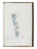 Description des plantes rares que l'on cultive à Navarre et à Malmaison Giclee Print by Pierre Joseph Redouté